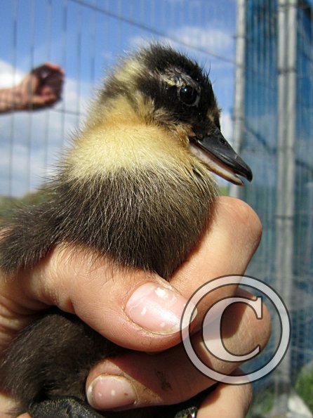 Duckling (4)