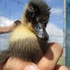 Duckling (5)