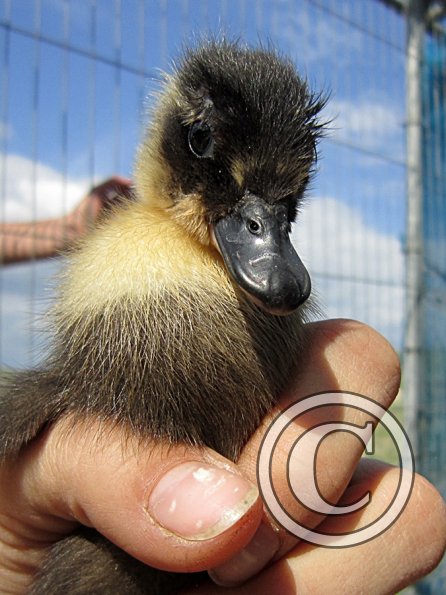 Duckling (5)