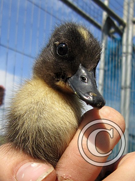 Duckling (6)