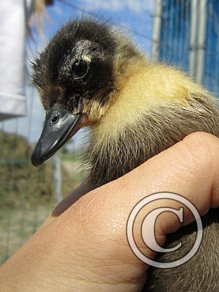 Duckling