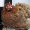 Pigget Buff hen (2)