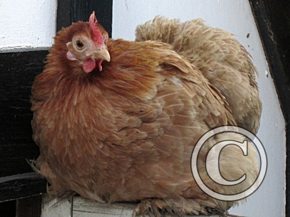 Pigget Buff hen (2)