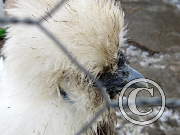 Stupid pom pom face (2)