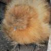 Ugly golden pompom