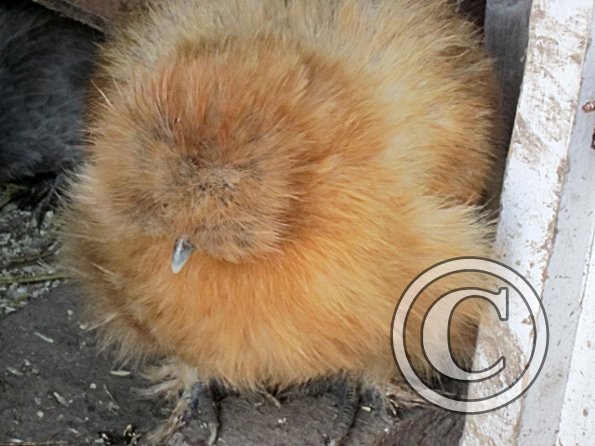 Ugly golden pompom
