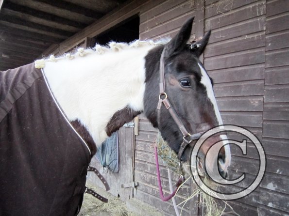 Goodbye Fee mane (8)