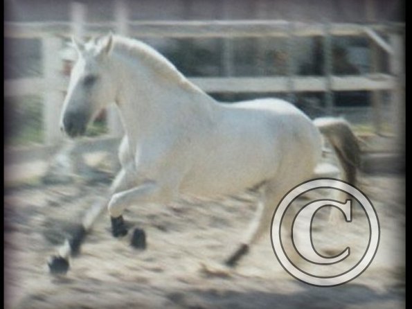 Canter
