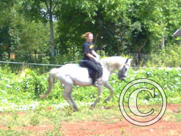 Dressage 3