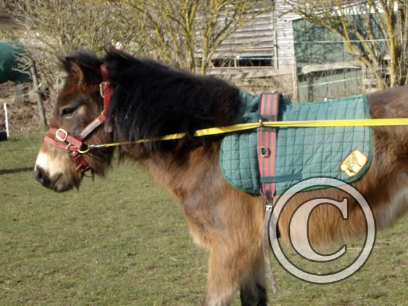 Julia and Appley Dappley (7)