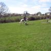 Appley and Lance XC April 2015 (16)
