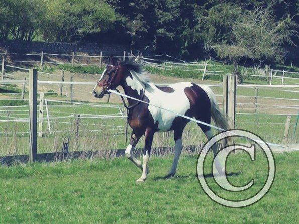 04-14-2015_123808(4)