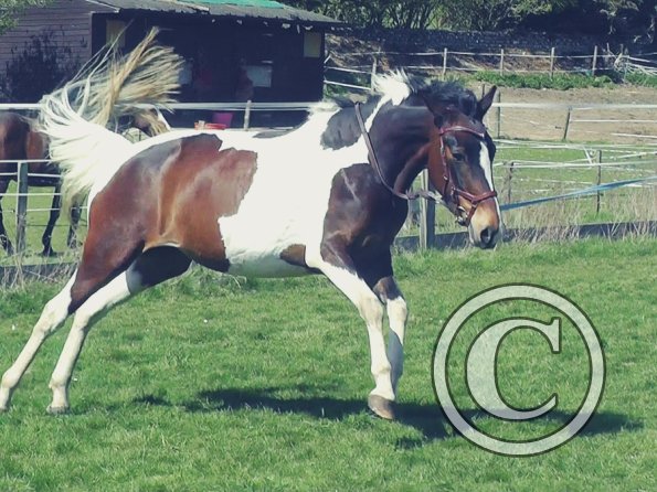 04-14-2015_123808(8)