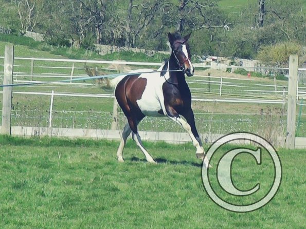 04-14-2015_124241(10)