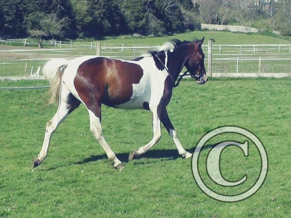 04-14-2015_125519(2)