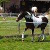 Ghost on the lunge - April folowing lameness