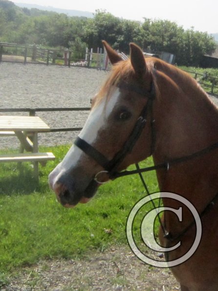 Day at Hurstwood (3)