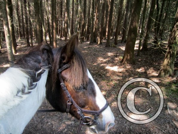 Day at Hurstwood (6)