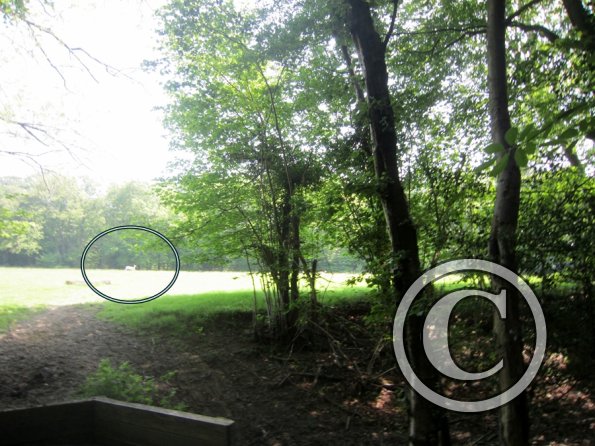 Day at Hurstwood (7)