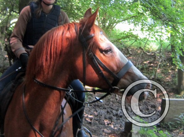 Day at Hurstwood (8)