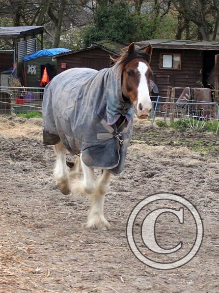 10147264_10152266224037978_2069961185_o