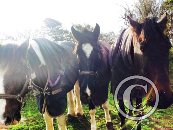 1377413_399850473476519_1606205745_n