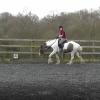 Lance dressage schooling