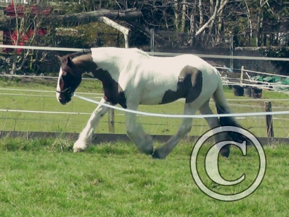 04-15-2015_121151(3)