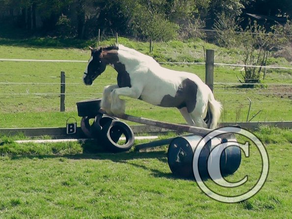 04-15-2015_121658(4)