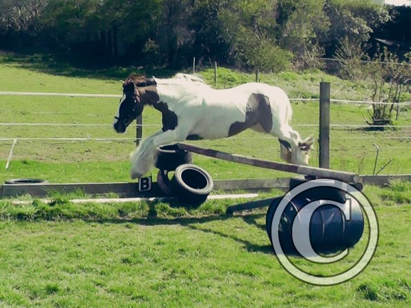 04-15-2015_121820(4)