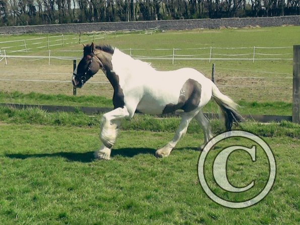 04-15-2015_121820(5)