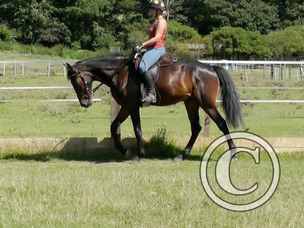 Fluke schooling (10)