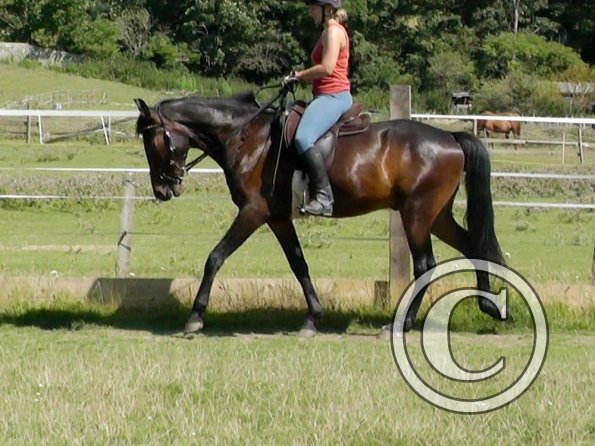 Fluke schooling (11)