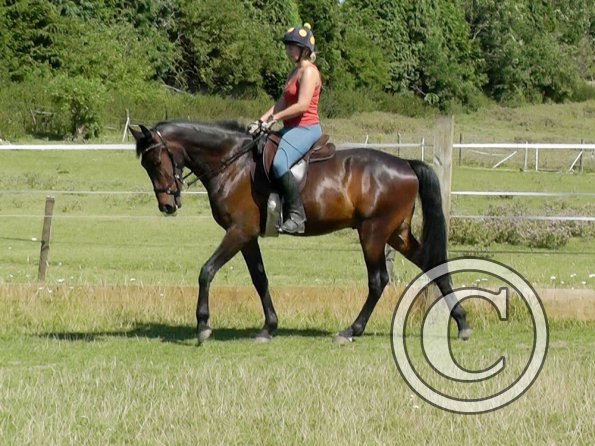 Fluke schooling (12)