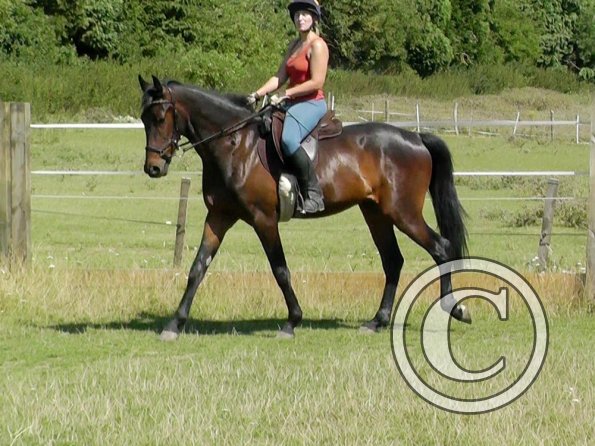 Fluke schooling (13)