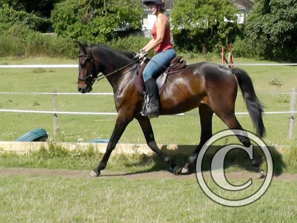 Fluke schooling (16)