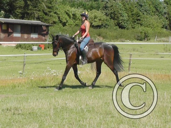 Fluke schooling (18)