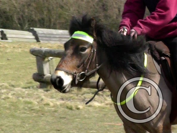 Daisy and Appley XC (11)