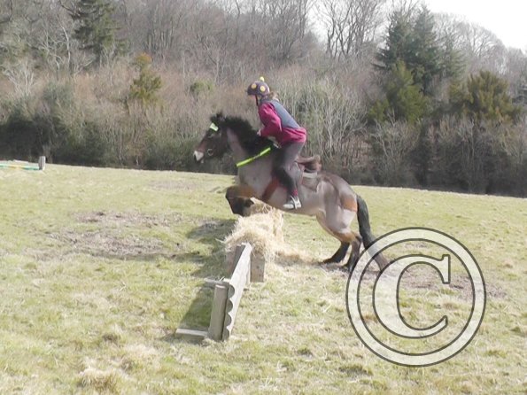 Daisy and Appley XC (2)