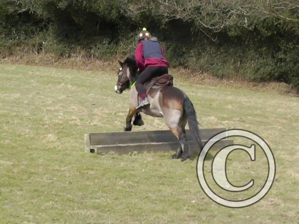 Daisy and Appley XC (3)