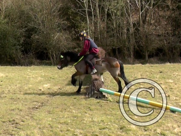 Daisy and Appley XC (6)