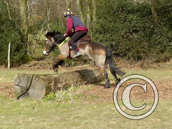 Daisy and Appley XC (7)