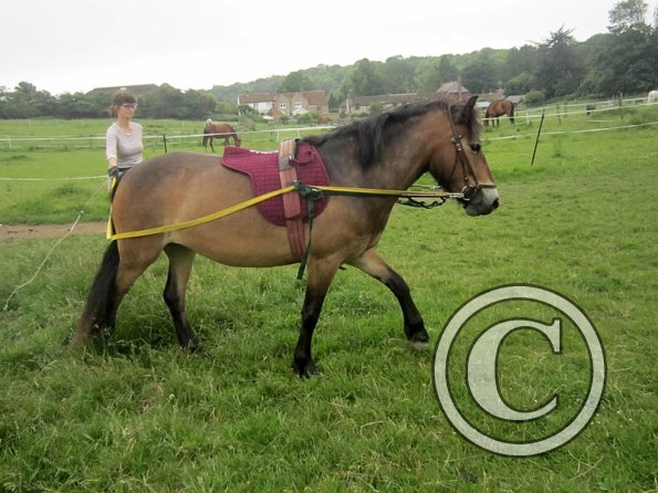 Julia long reining Appley June 2012