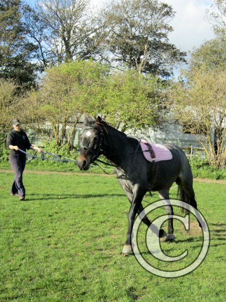 Dixie lunging (5)