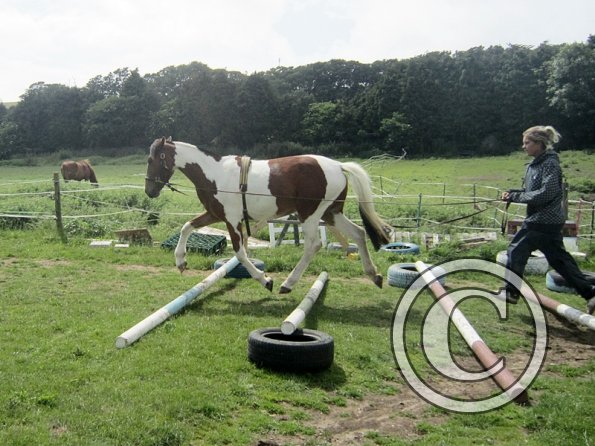 Brodie end of June (11)