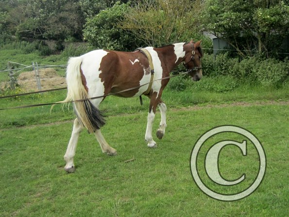 Brodie end of June (2)