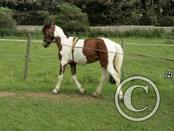 Brodie end of June (4)