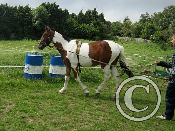 Brodie end of June (5)