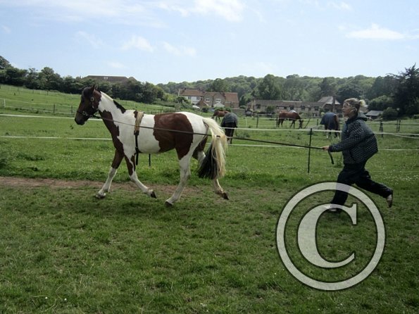 Brodie end of June (6)