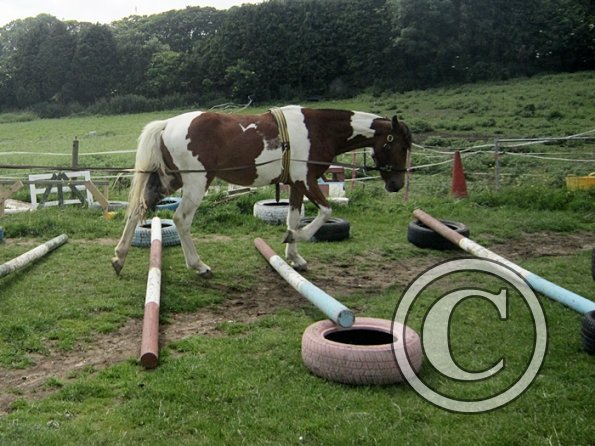 Brodie end of June (8)